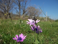 cantara Calatabiano18032012 043